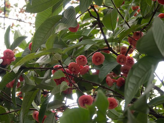 Abraham’s Spice Garden