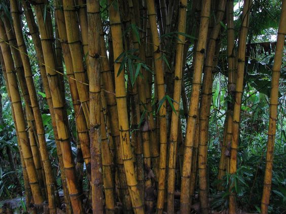 Bamboo Forests