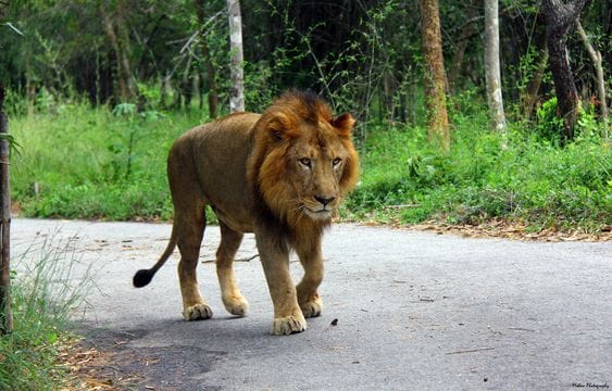 Bannerghatta National Park