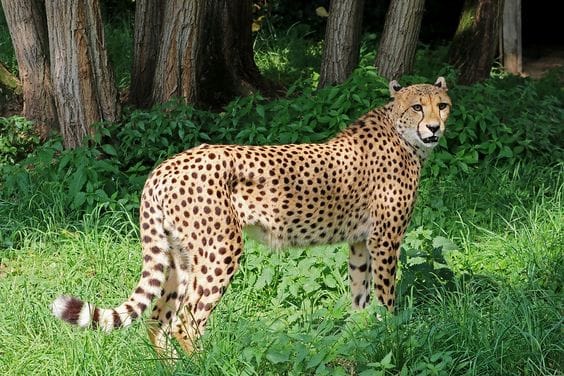 Bhadra Wildlife Sanctuary