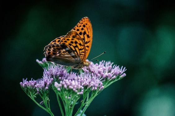 Butterfly Park