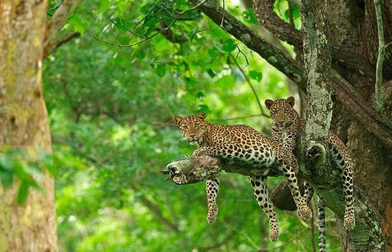 Cauvery Wildlife Sanctuary