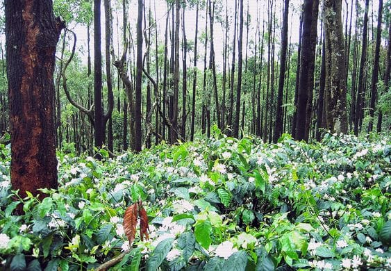 Coffee Plantations