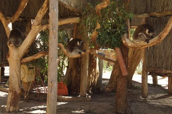Cohunu Koala Park
