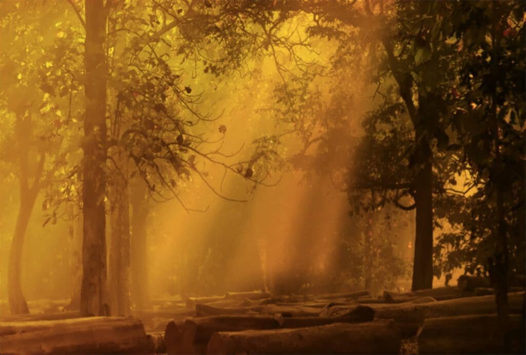 Dandeli - places, sights, best time to visit in 2025