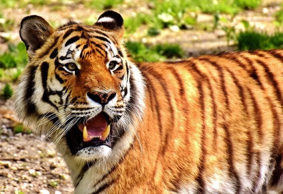 Dandeli-Anshi Tiger Reserve