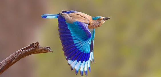 Dandeli Wildlife Sanctuary