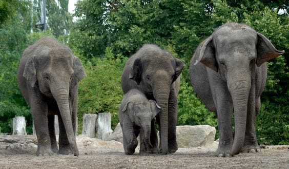 Rotterdam Zoo (Diergaarde Blijdorp)