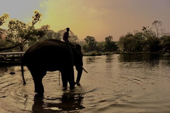 Dubare Elephant Camp