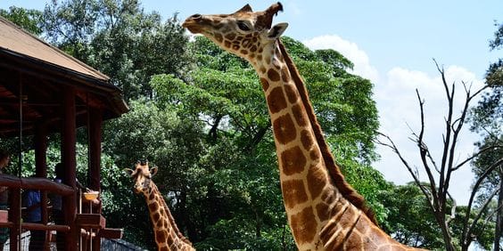 Giraffe Center