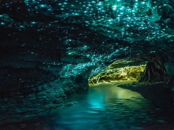 Glow Worm Caves