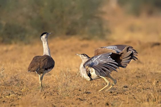 Great Indian Bustard Sanctuary