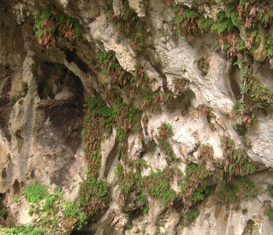 Grotta delle Felci