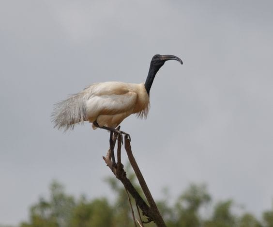 Gudavi Bird Sanctuary