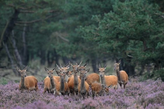 Hoge Veluwe National Park