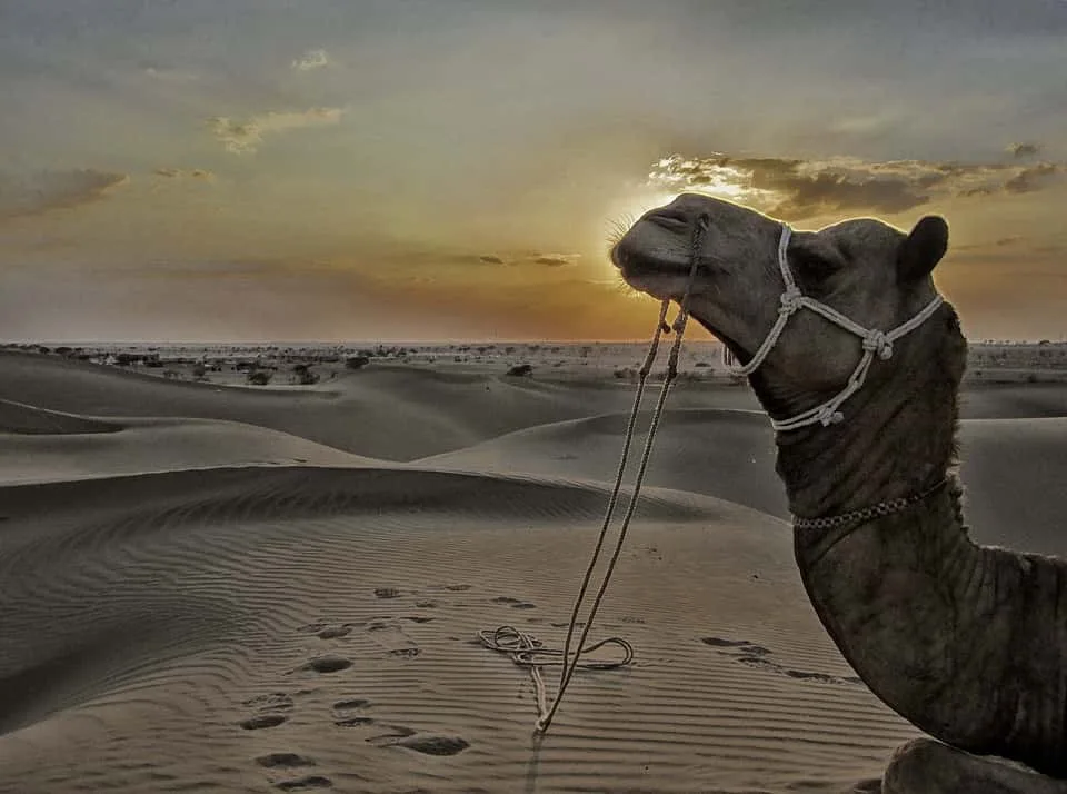 Jaisalmer - places to visit in Jaisalmer