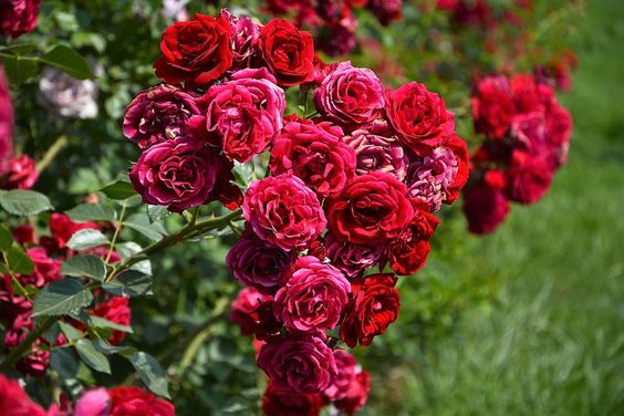 Japanese Rose Garden