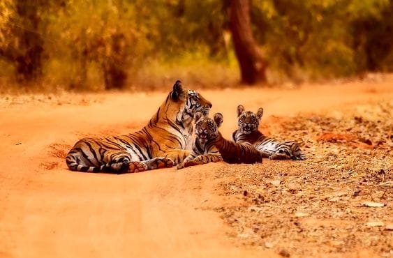 Jim Corbett National Park