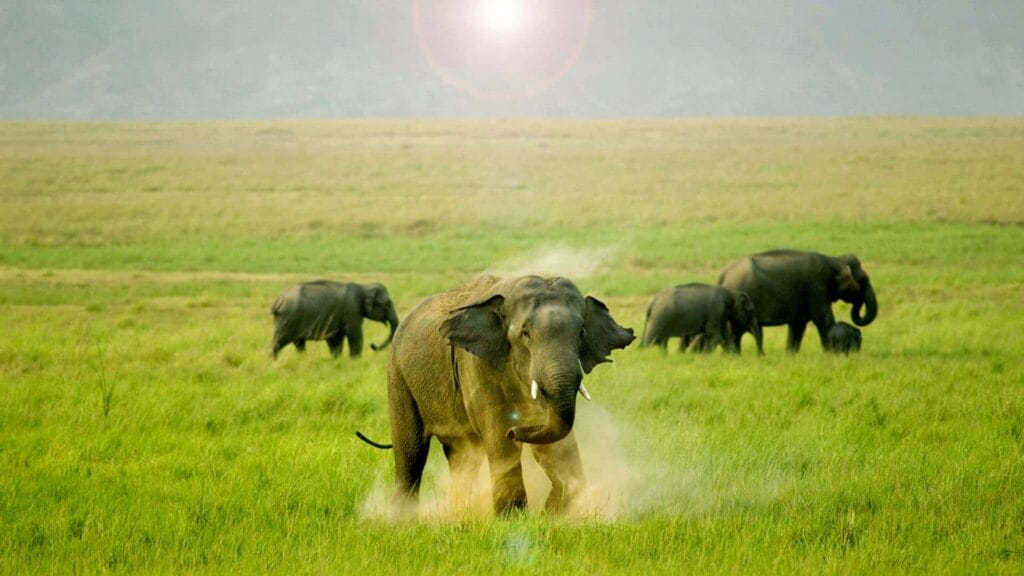 Jim Corbett National Park - places to visit