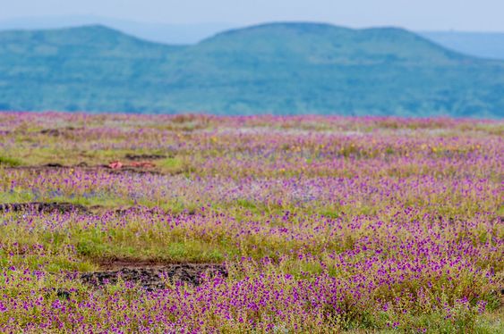 Kaas Plateau