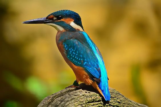 Karnala Bird Sanctuary