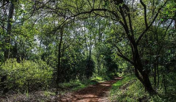 Karura Forest