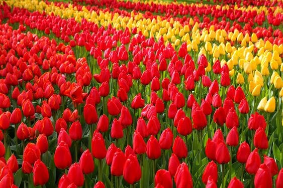 Keukenhof