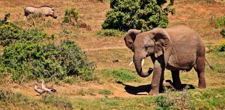Kruger National Park - places to visit in Kruger National Park
