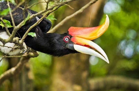 Kuala Lumpur Bird Park