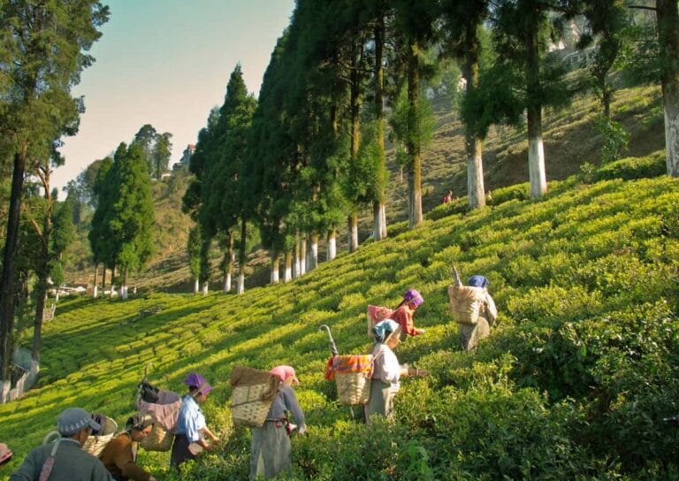 Kurseong - places to visit in Kurseong