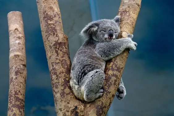 Lone Pine Koala Sanctuary
