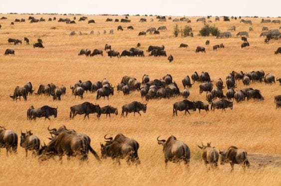 Maasai Mara National Reserve
