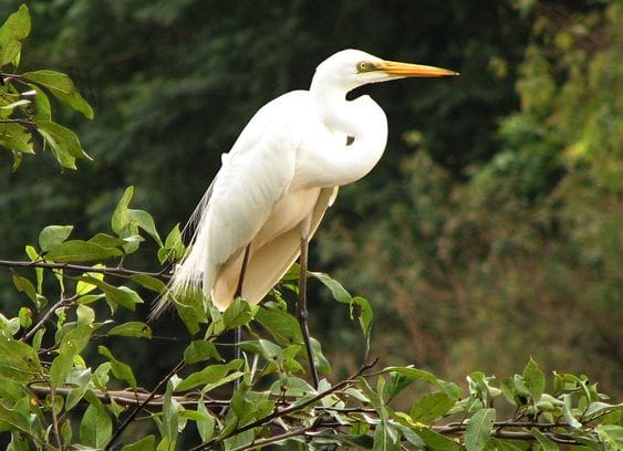 Mandagadde Bird Sanctuary