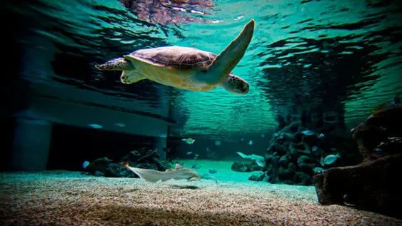 Manly Sea Life Sanctuary