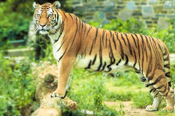Melghat Tiger Reserve