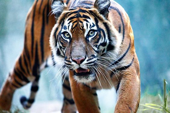 Melghat Tiger Reserve