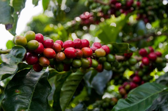 Murikkady Coffee Plantation