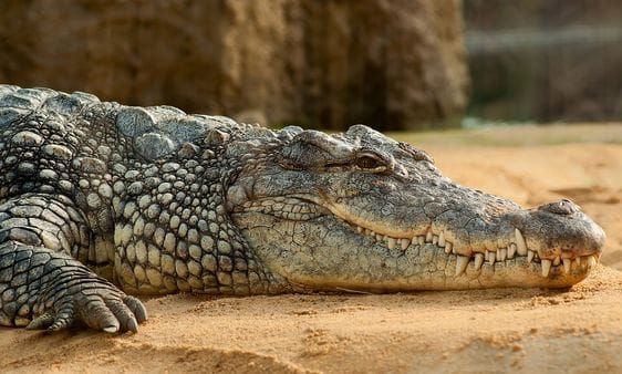 Mysore Zoo