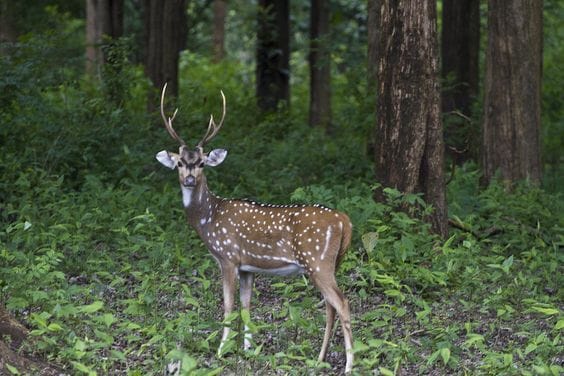 Nagarhole National Park