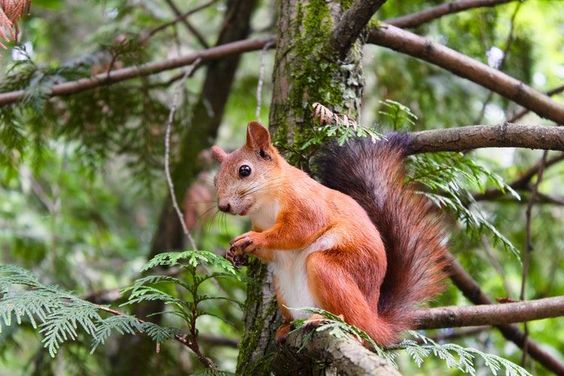 Nagzira Wildlife Sanctuary