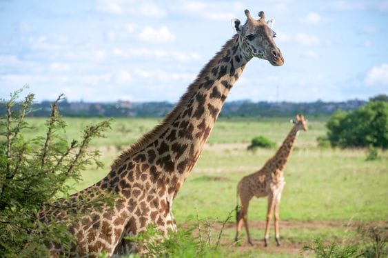 Nairobi National Park