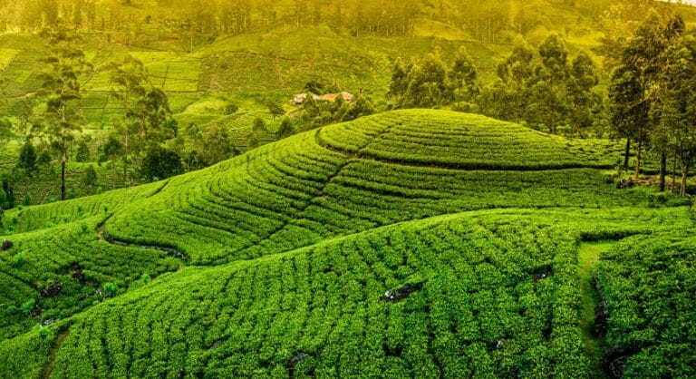 Nuwara Eliya - Places to visit in Nuwara Eliya