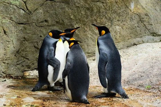 Penguin Encounter