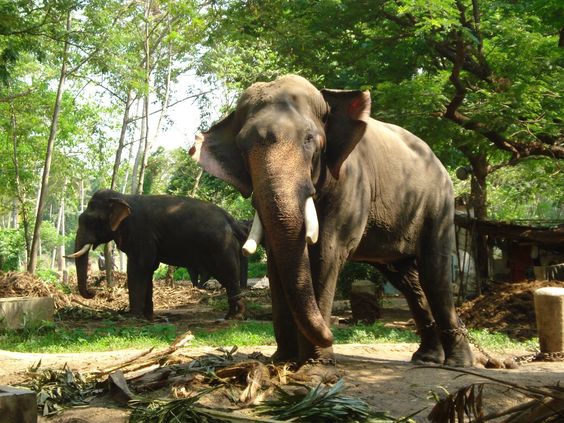 Periyar National Park