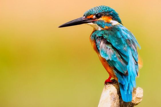 Phansad Bird Sanctuary