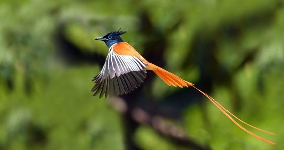 Phansad Wildlife Sanctuary