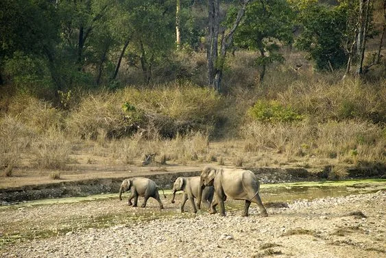 Rajaji National Park