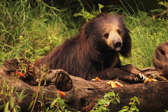 Rajiv Gandhi Zoological Park