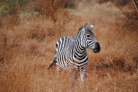 Samburu National Reserve