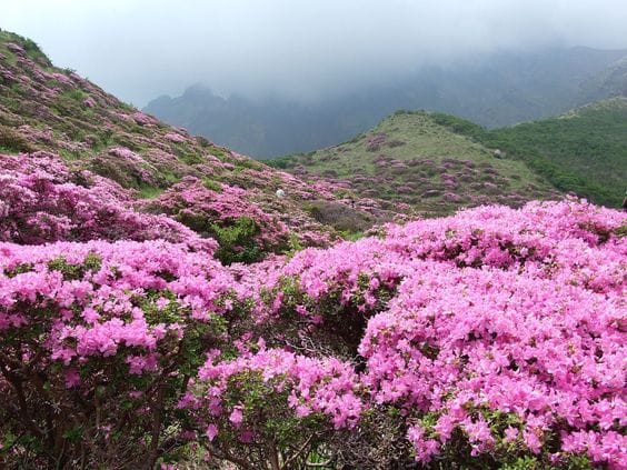 Singba Rhododendron Sanctuary